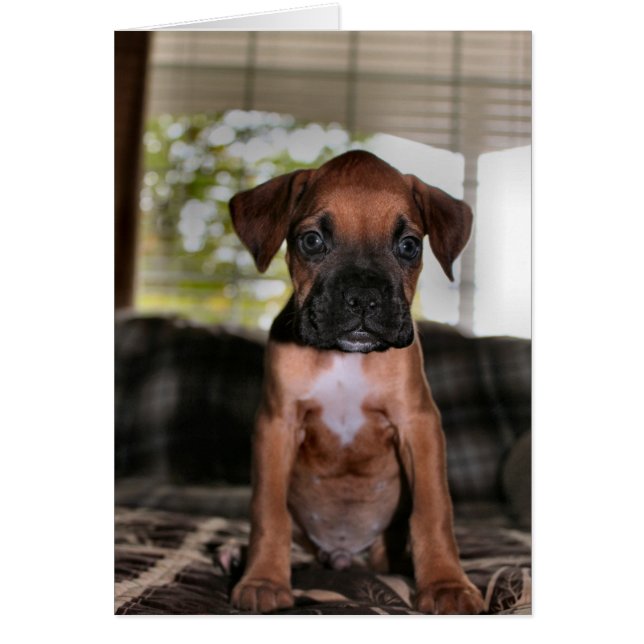 Boxer bébé (Devant)