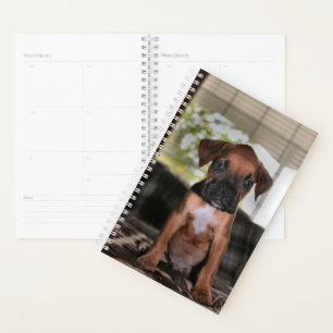 Boxer bébé