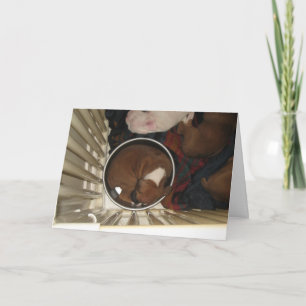 Boxer dormir dans la nourriture Bowl Carte d'anniv