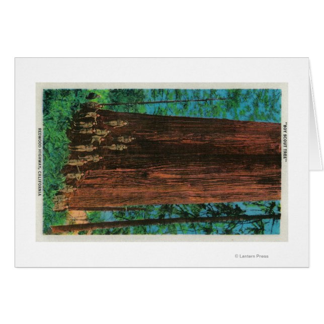 Boy Scout Tree sur Redwood HighwayRedwoods, CA (Devant horizontal)