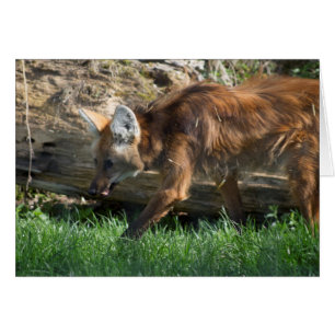 Brachyurus de Chrysocyon