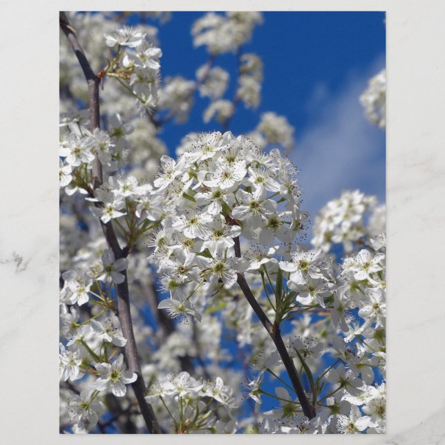 Bradford Pear Blooms (Devant)