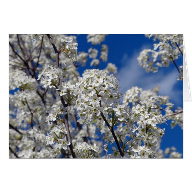 Bradford Pear Blooms (Devant horizontal)