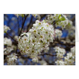 Bradford Pear Blooms