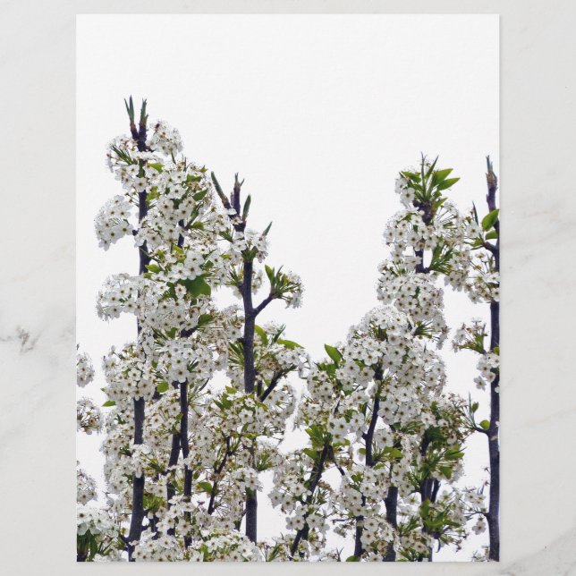 Bradford Pear Blossoms (Devant)