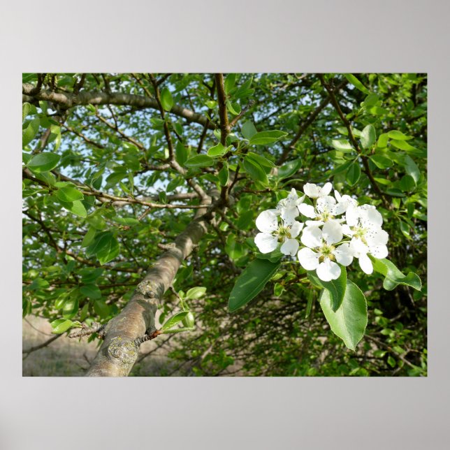 Bradford Pear tree - Poster (Devant)