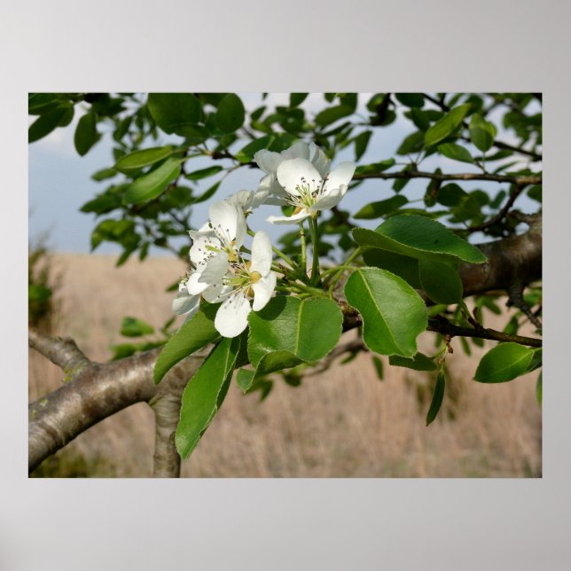 Bradford Pear tree - Poster (Devant)