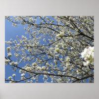 Bradford Pear Tree - Poster