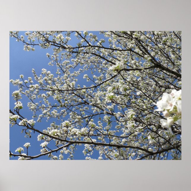 Bradford Pear Tree - Poster (Devant)