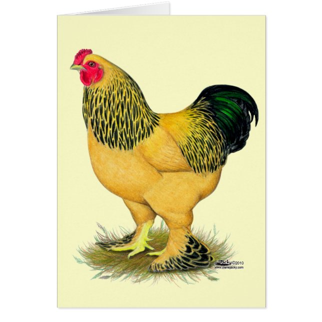 Brahma :  Coq de couleur chamois (Devant)