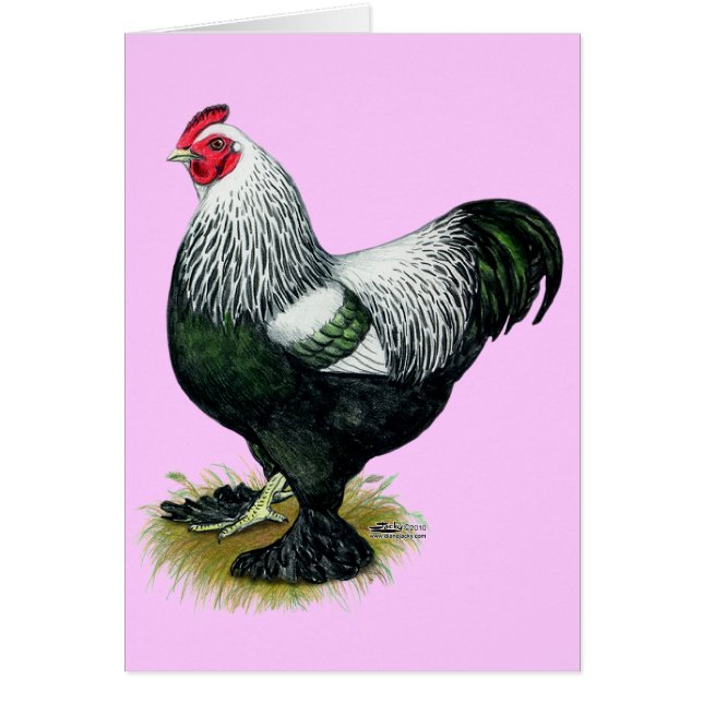 Brahma : Coq foncé (Devant)