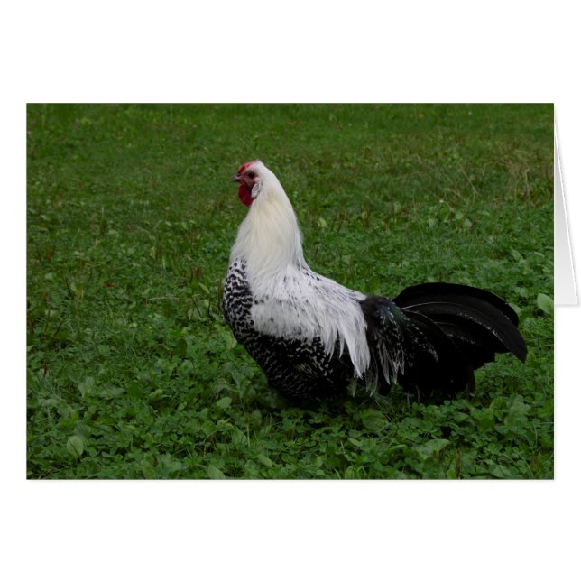 Brakel Hahn (Devant Horizontal)