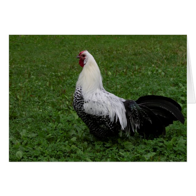 Brakel Hahn (Devant horizontal)