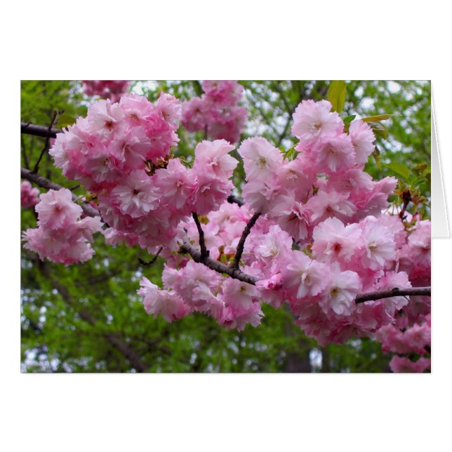 Branche cerise fleur (Devant horizontal)