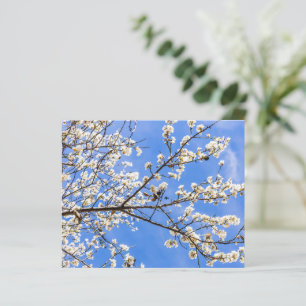 branche de floraison