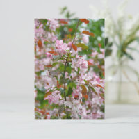 Branche délicate avec fleurs pommier