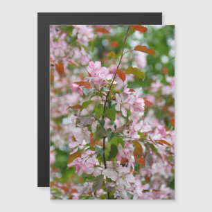 Branche délicate avec fleurs pommier