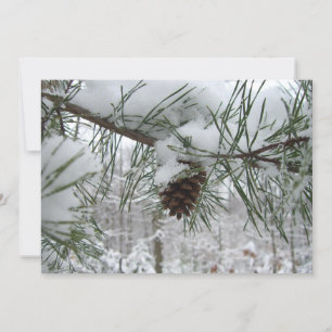 Branche des pins neigeux Photographie de la nature