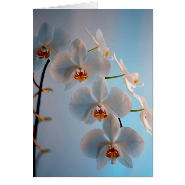 Branche d'orchidée (Devant)