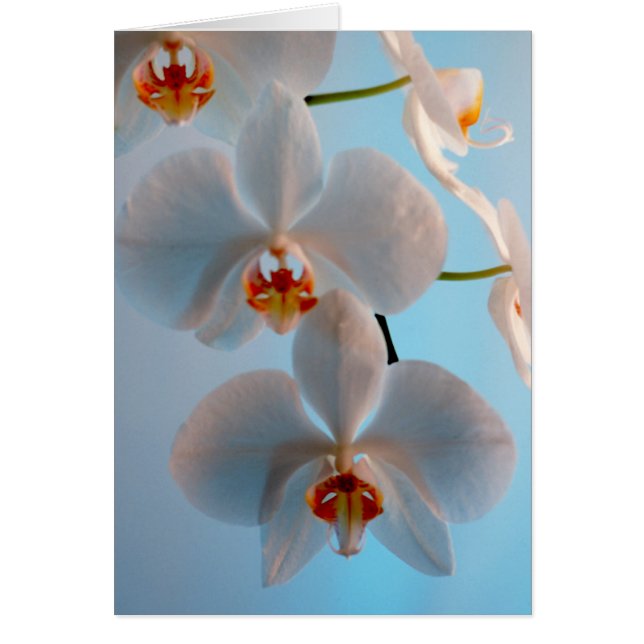 Branche d'orchidée (Devant)