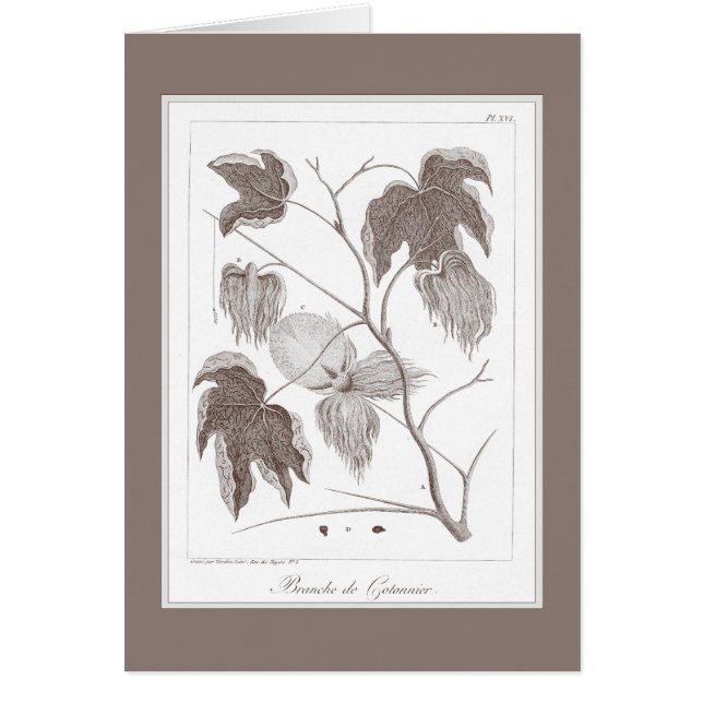 Branche d'usine de coton - joli Enraving antique (Devant)