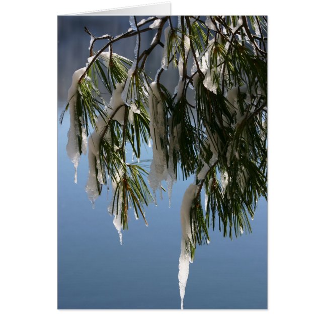 Branche gelée (Devant)