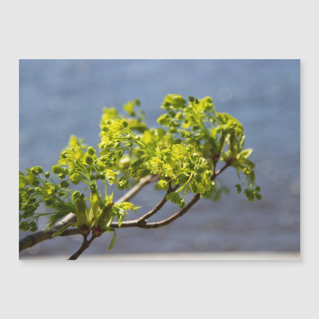 Branche verte mignonne dans le vent (Devant)