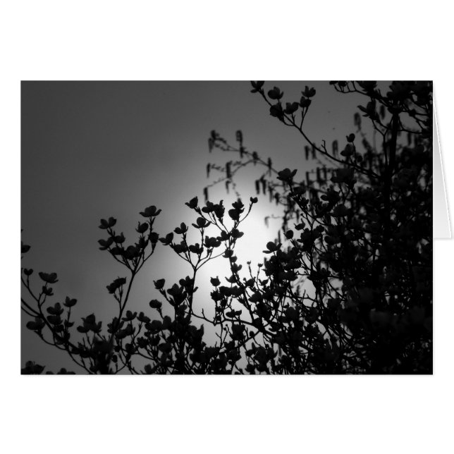 Branches (Devant horizontal)