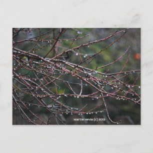 Branches dans la pluie Carte postale Blue Beach