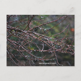 Branches dans la pluie | Carte postale Blue Beach