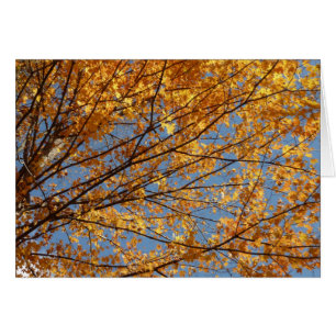 Branches de feuilles d'érable II Automne orange