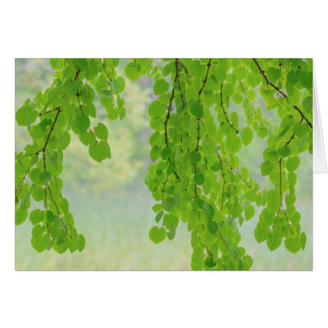 Branches de l'arbre Katsura au printemps | Seabeck (Devant horizontal)