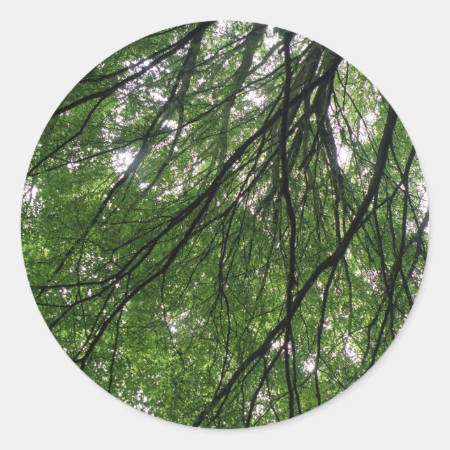Branches et Stickers Feuille (Devant)