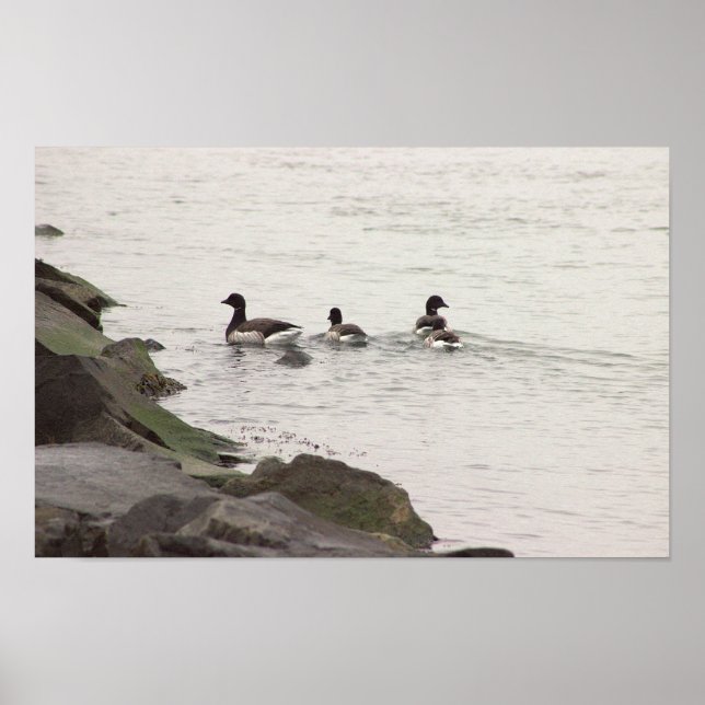 Brant Geese in Ocean Poster (Devant)