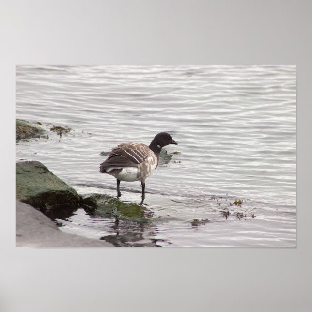 Brant Goose Photo Poster (Devant)