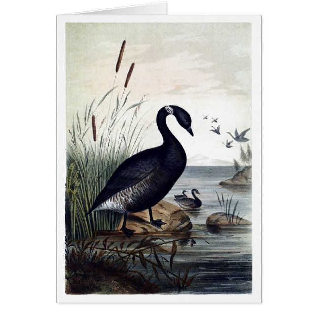 Brant noir (Devant)