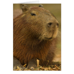 Brésil, Pantanal, Matto Grosso. Capybara