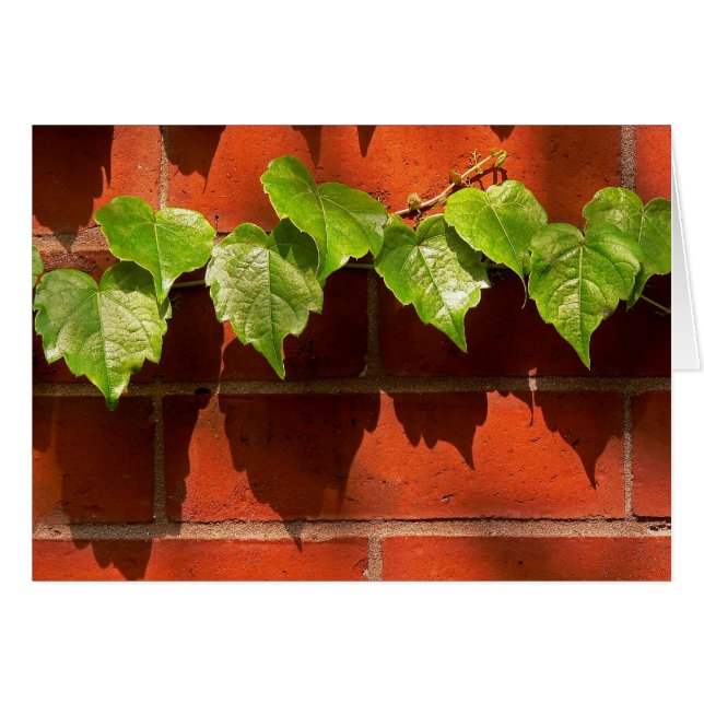Brick Ivy (Devant Horizontal)