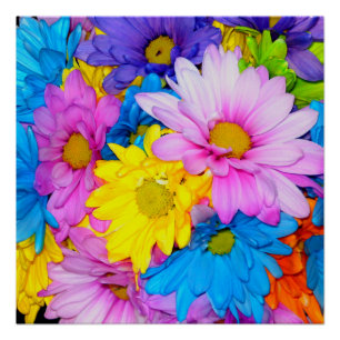 Bright Daisy Flower Mix Perfect Poster