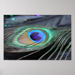 Bright Peacock Feather Poster Photo Art Imprimer