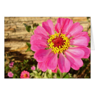 Bright Zinnia (carte horizontale)