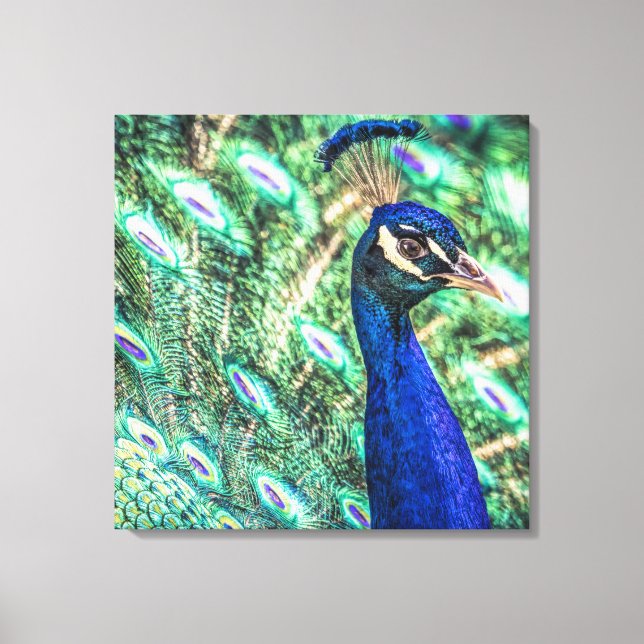 Brillance en toile Peacock Bleu et Vert Imprimer (Recto)