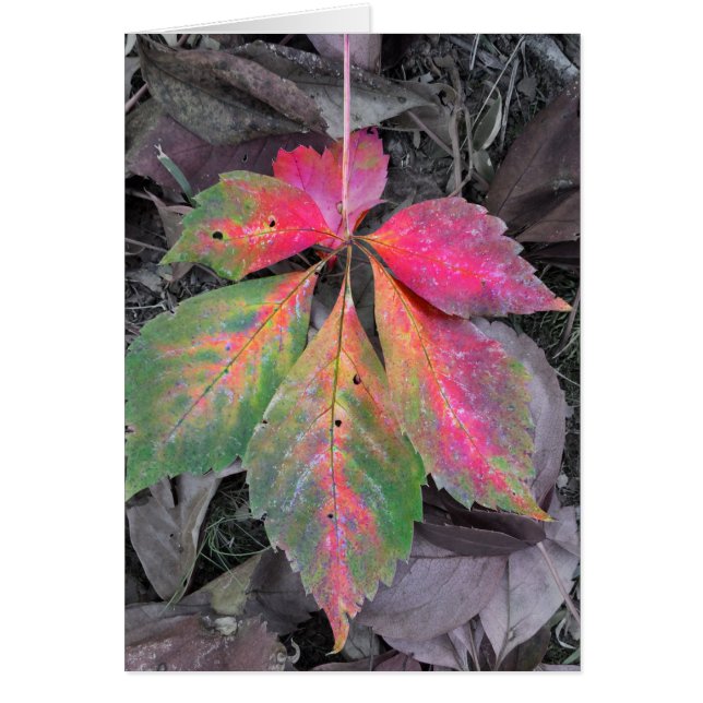 Brillance parmi le gris - Feuille d'automne (Devant)