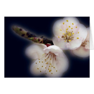 brillant au clair de lune