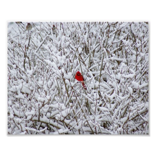 Brillant Cardinal ! Impression photographique 10x8 (Devant)