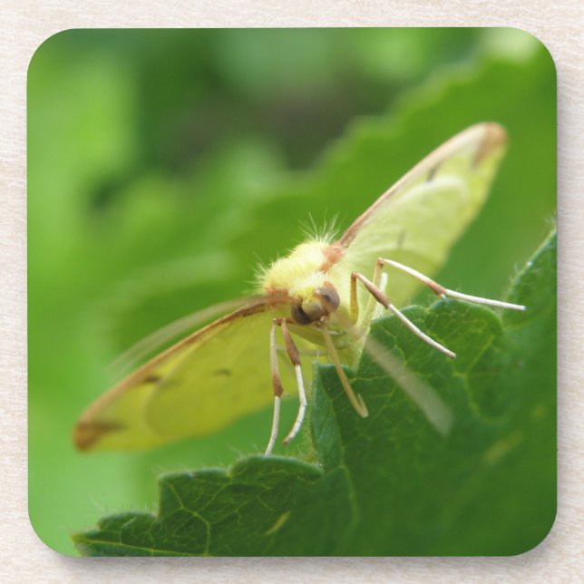 Brimstone Moth Cork Dessous de verre (Devant)