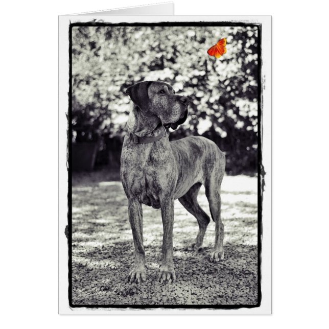 Brindel Dane Helia (Devant)
