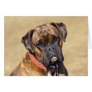 Brindle Boxer Chien