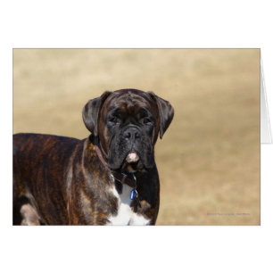 Brindle Boxer Chien debout