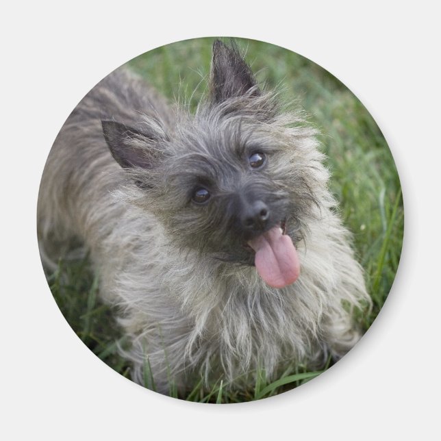 Brindle Cairn Terrier Magnet (Devant)